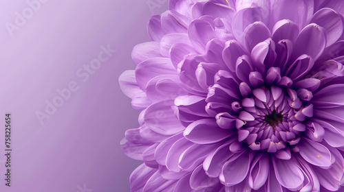 Beautiful purple flower on purple background with copy space, banner design. very detailed