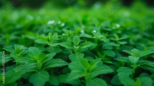  a close up of a bunch of green plants with leaves in the foreground and a blurry background in the background.