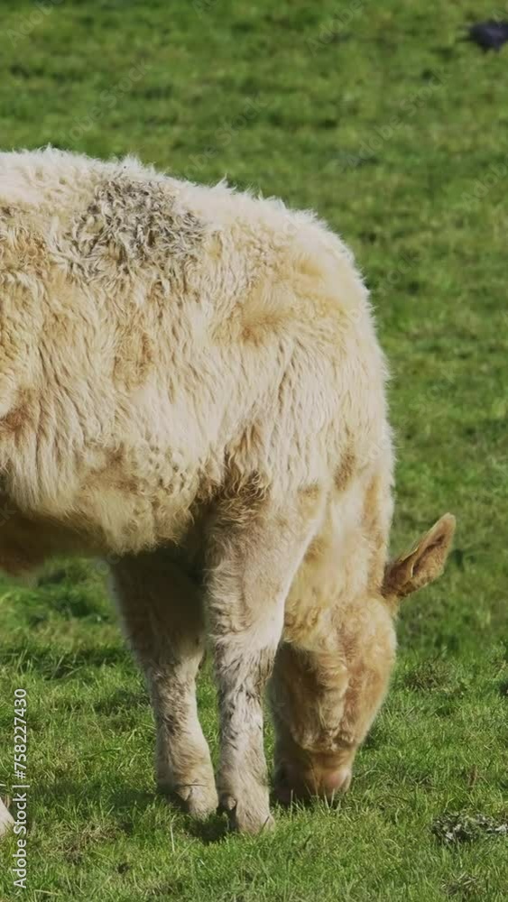 The video depicts a solitary calf enjoying a meal in a peaceful, green meadow. The video depicts a solitary calf enjoying a meal in a peaceful, green meadow.