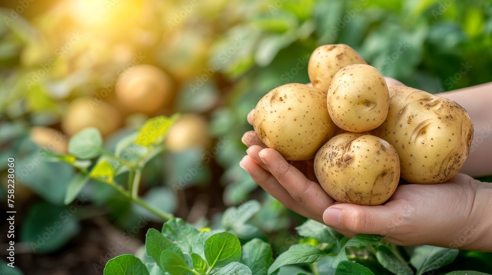 Golden potato held in hand with blurred background selection of potatoes, copy space available Golden potato held in hand with blurred background selection of potatoes, copy space available