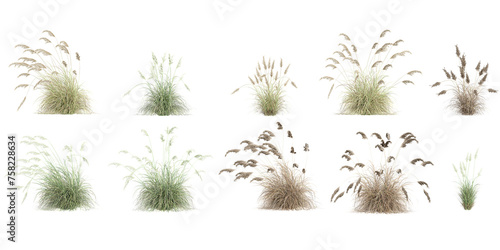 Jungle Pampas grass shapes cutout 3d render png set photo