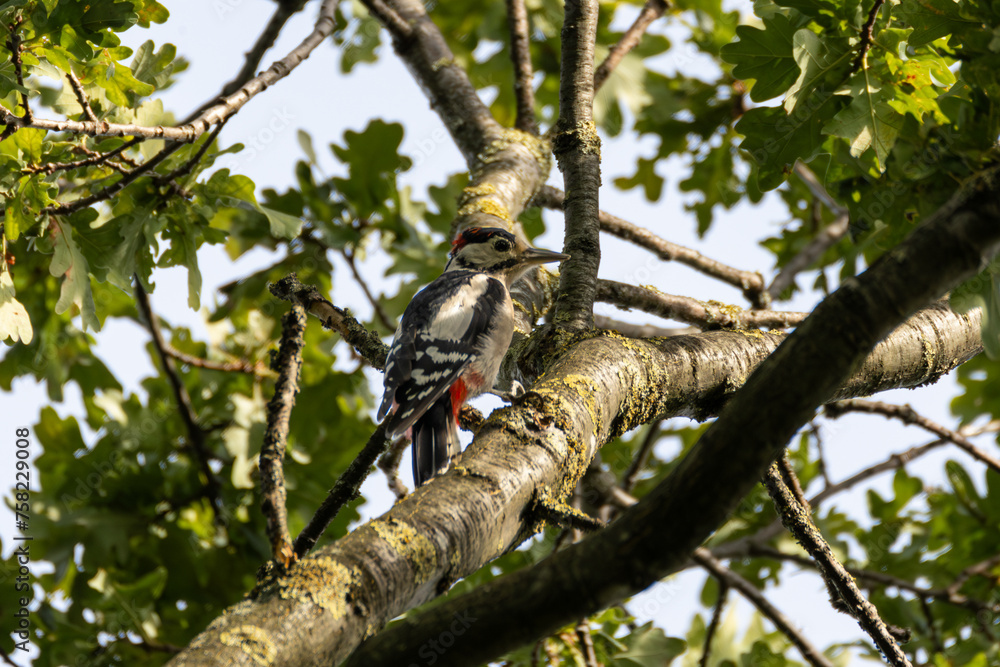 great spotted woodpecker great spotted woodpecker