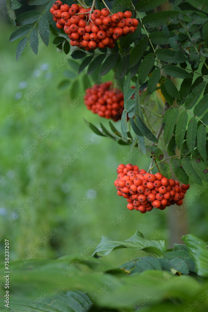 Rowan fruits closeup, mountain-ashes fruits on tree at early autumn. Rowan fruits closeup, mountain-ashes fruits on tree at early autumn.