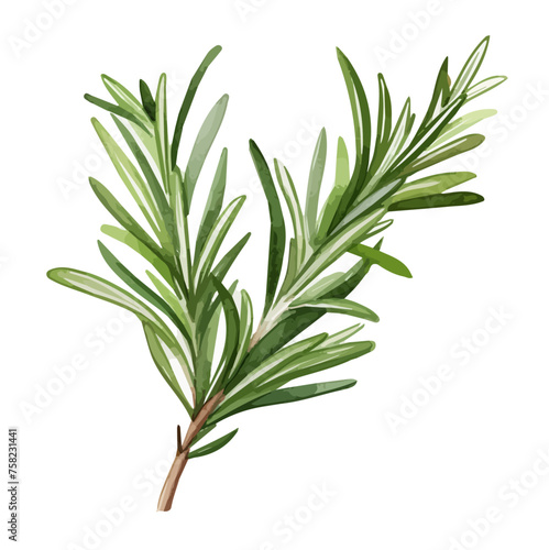 Watercolor Painting Vector of a rosemary leaf plant herbs freshness  isolated on a white background  Drawing art Graphic  Illustration clipart.