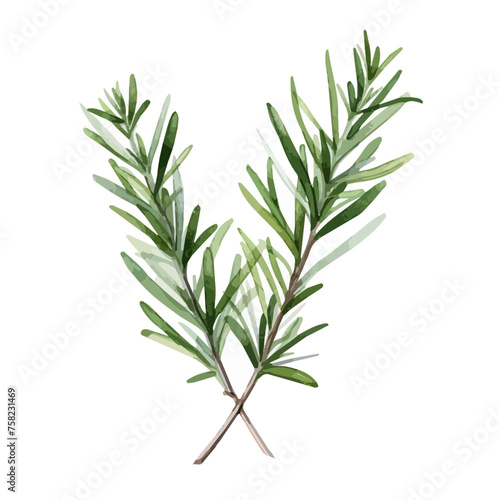 Watercolor Drawing Vector of a Rosemary aromatic herb, isolated on a white background, Painting art Graphic, Illustration & clipart. © Farzaneh