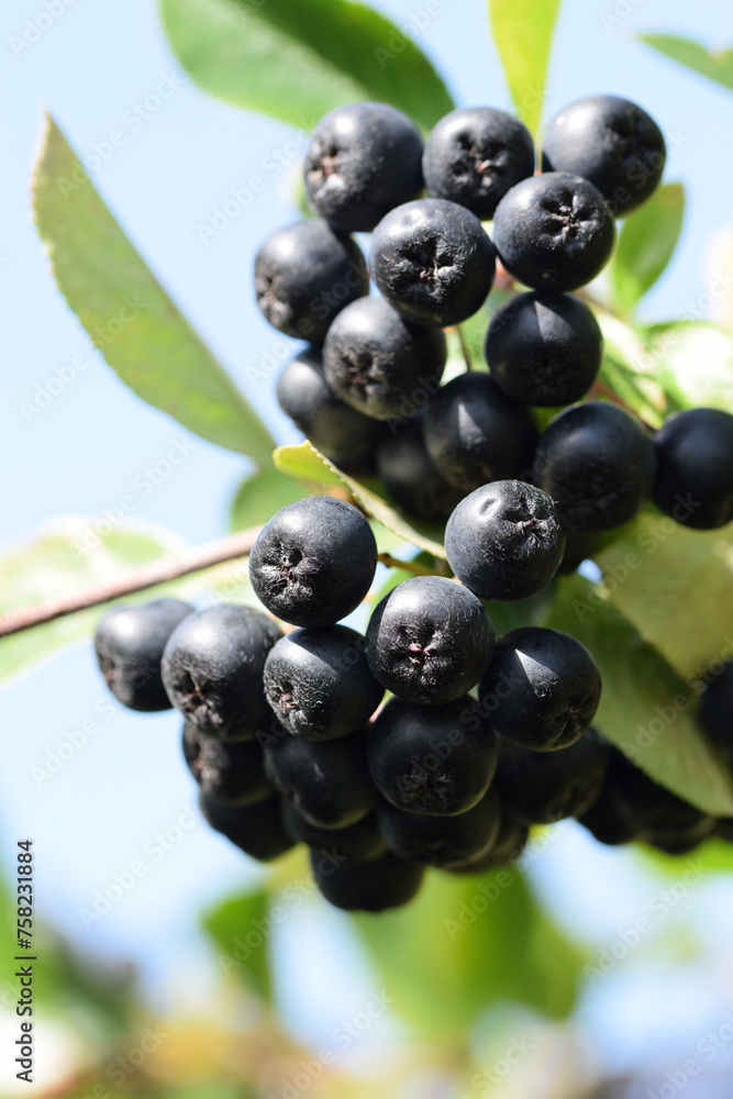Chokeberries fruits closeup, ripe aronia fruits on shrub before harvest. Chokeberries fruits closeup, ripe aronia fruits on shrub before harvest.