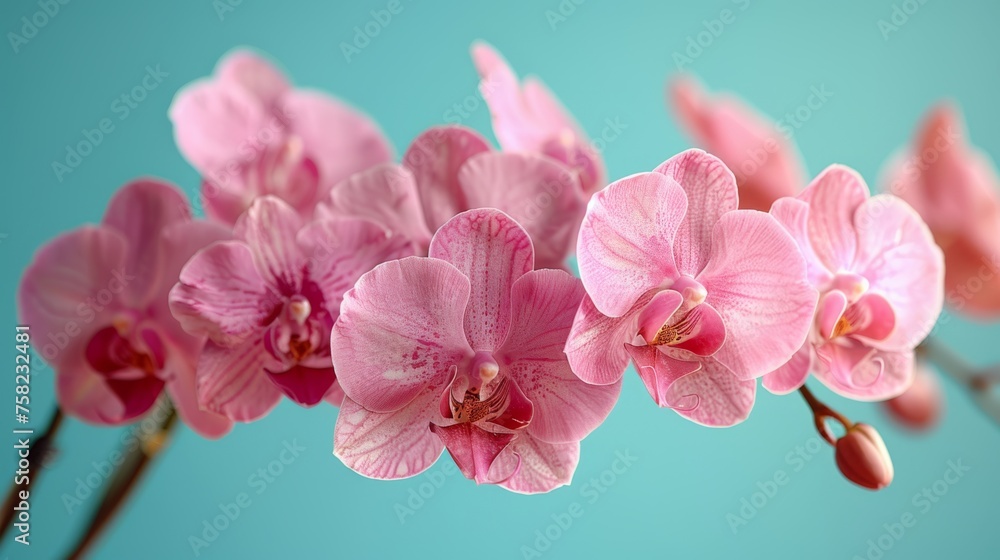  a close up of pink flowers on a branch with water droplets on the petals and a blue sky in the background.