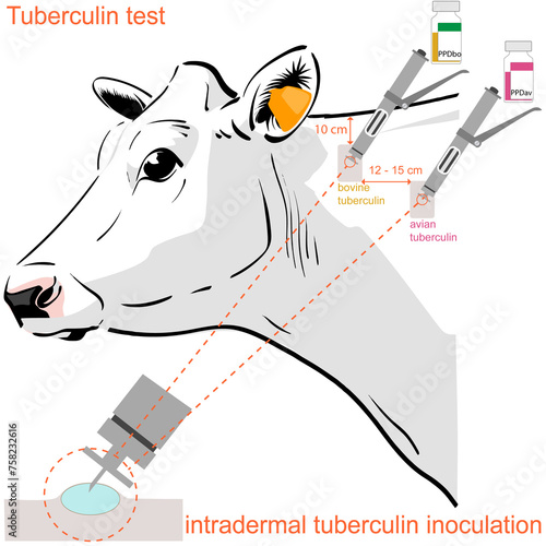 Intradermal tuberculin test in cattle applied on the neck boards with tuberculin gun