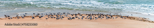 Group of seagulls on the beach by the sea