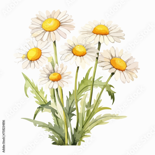 Watercolor Painting Vector of chamomile flowers  isolated on a white background  Drawing clipart  Illustration Vector  Graphic art.