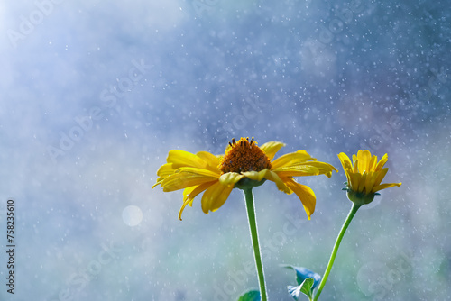 Yellow flower in the rain with bokeh background,