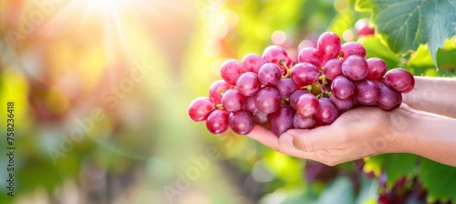 Hand holding grape cluster, selecting grapes with blurred background and copy space