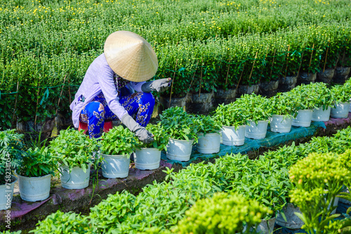 A woman is planting flowers in her farm in My Phong, My Tho city, Tien Giang province, Vietnam