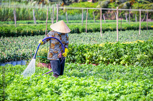 A woman is watering flowers on her farm in My Phong, My Tho city, Tien Giang province, Vietnam