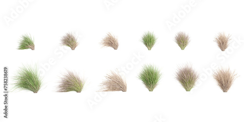 Natural fresh green Red tussock grass cut out backgrounds 3d rendering