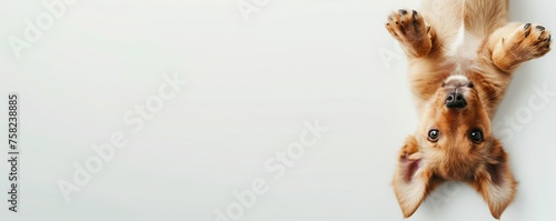 Upside-Down Golden Retriever Dog Pup on White Background - Adorable Pet Antics