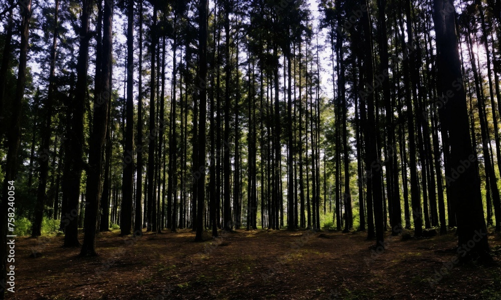 Obraz premium sun shining through the forest