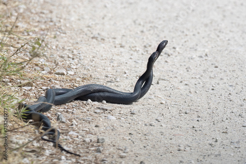 The Green Whip Snake or Western Whip Snake (Hierophis viridiflavus), snakes mating. photo