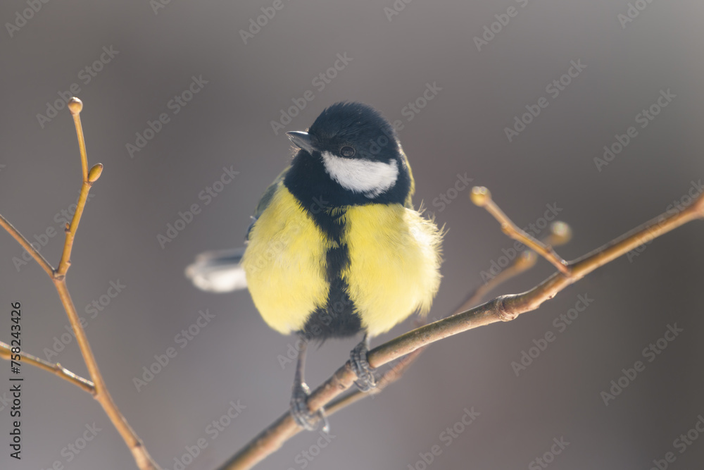 Fototapeta premium A tit on a branch on a sunny spring day
