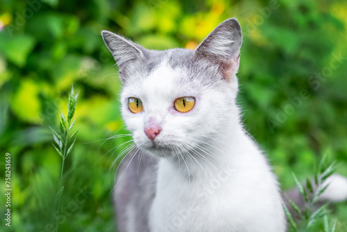 A white cat with an attentive look in the garden on a background of greenery