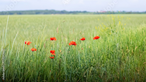 Red poppy flowers in a field among green grass