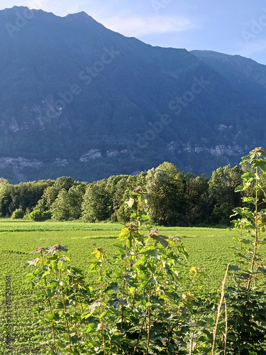 Wallpaper Mural Montagne en été Torontodigital.ca