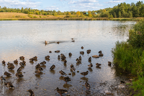 Picturesque view of a small lake with ducks in the reeds.