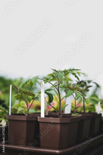Tomato seedlings in plastic trays. Home gardening. Spring gardening concept.