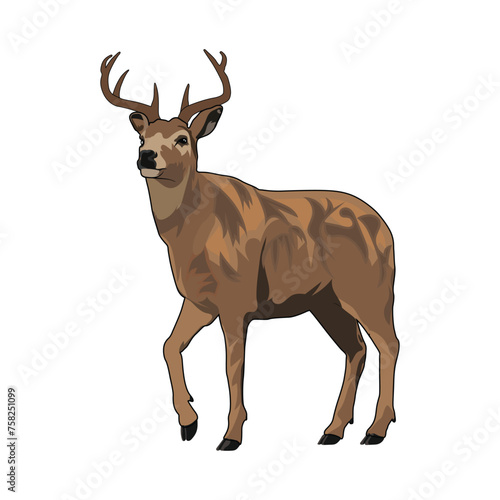 Deer illustration