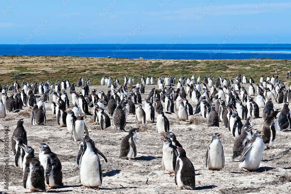 Obraz premium Gentoo penguins on Bertha’s beach Falkland Islands