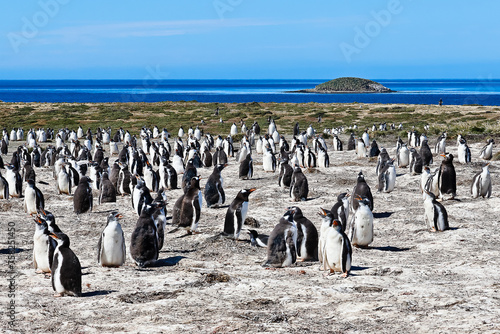 Gentoo penguins on Bertha’s beach Falkland Islands
