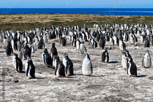 Gentoo penguins on Bertha’s beach Falkland Islands photo