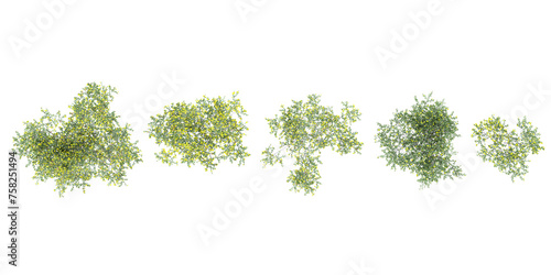 Set of Larrea-cuneifolia plants isolated on white background.top view