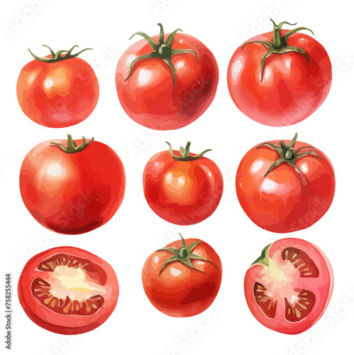 Watercolor vector Drawing of a red tomato set, isolated on a white background, Drawing clipart, Illustration & Vector, Graphic Painting.