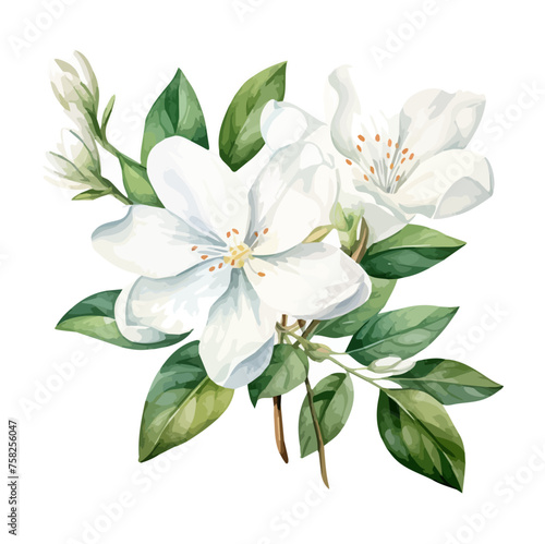 Watercolor Painting clipart of jasmine flowers with leaves  isolated on a white background  Illustration Graphic  Drawing Vector.