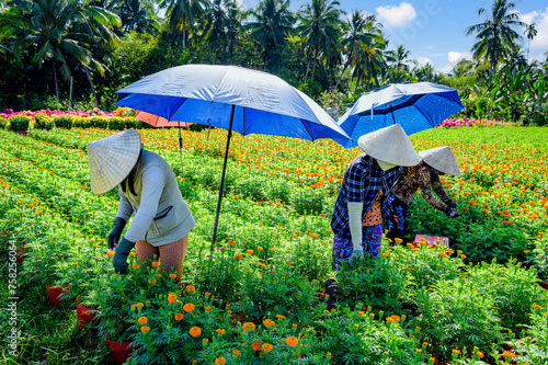Women are working in the chrysanthemum fields in Cai Mon, Ben Tre province, Vietnam