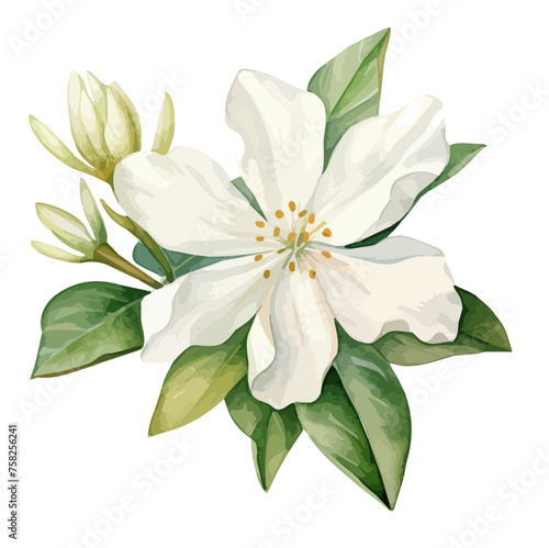 Watercolor Painting Illustration of a jasmine flower with leaves, isolated on a white background, Graphic art Illustration clipart, Drawing and Vector