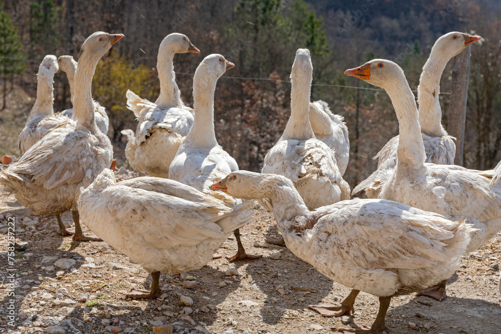 Obraz premium Flock of Geese Birds Rural Balkans