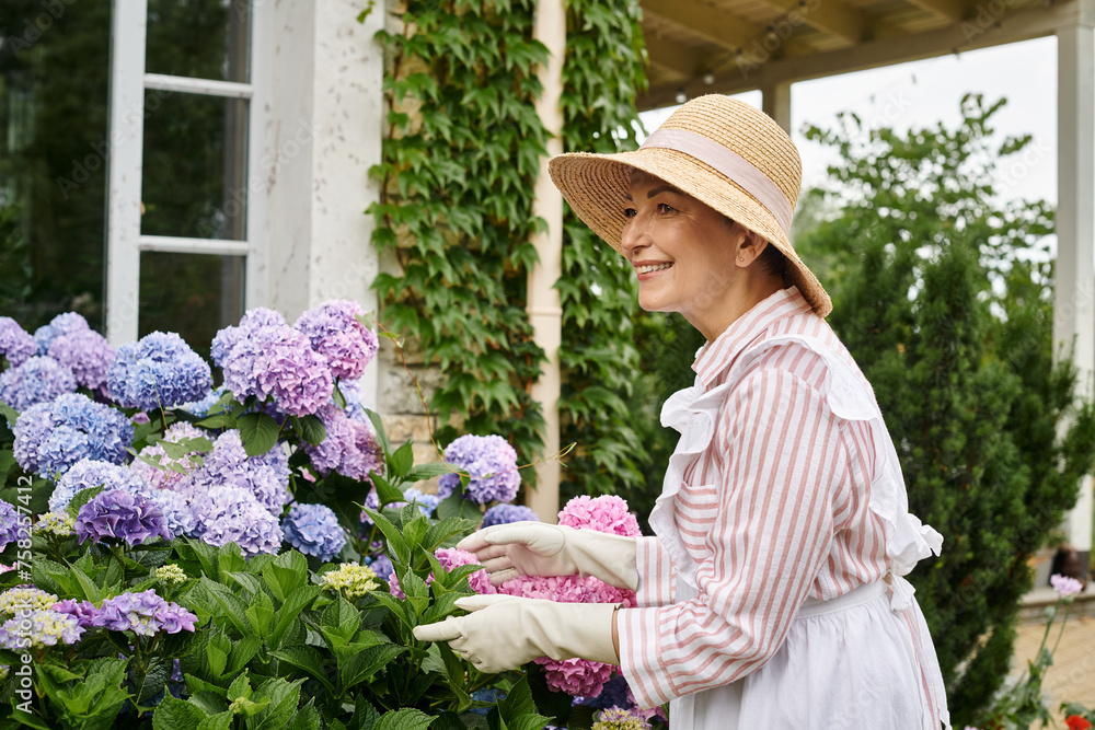 beautiful mature joyful woman in dress and apron taking active care of her vibrant hydrangea