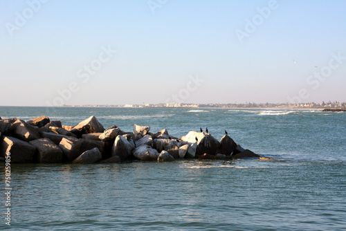 Waterfowl on a stone pier near the seashore under a clear sky