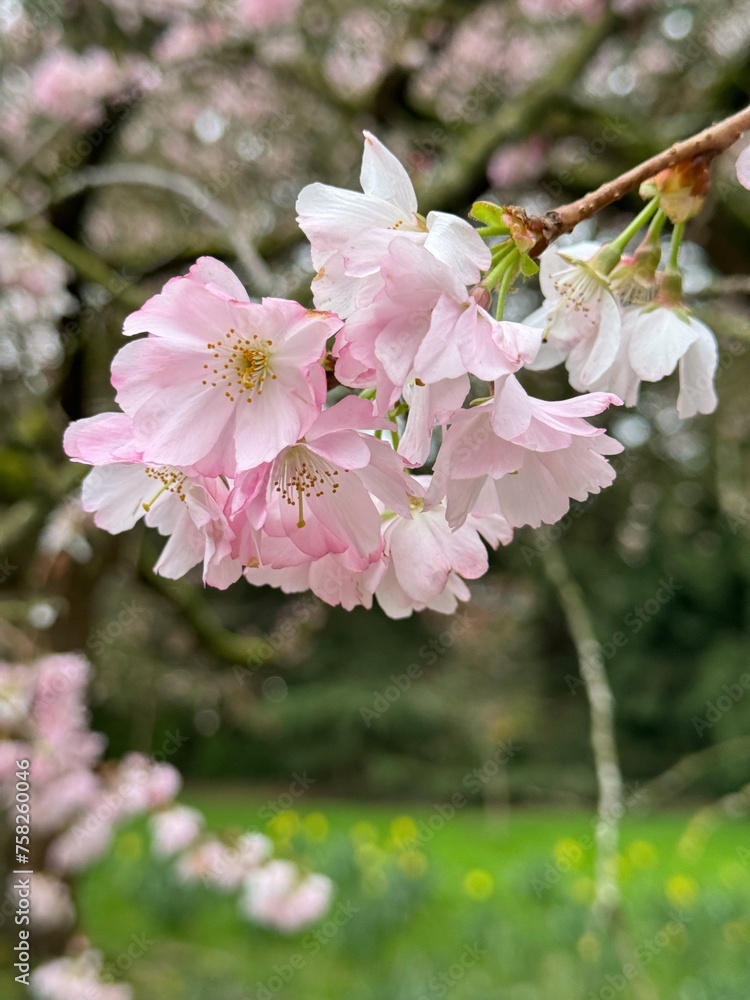 Obraz premium pink cherry blossom in spring
