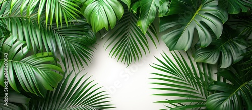 Portrait of tropical palm leaves isolated on white background, copy space