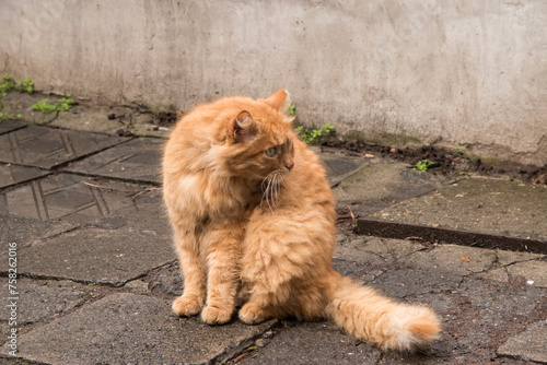 Adorable stray street ginger orange cat closeup