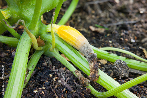 Blossom end rot on yellow courgette (zucchini) plant, UK garden photo