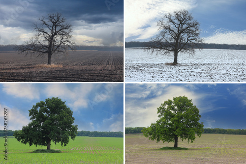 Abstract image of lonely tree in winter without leaves on snow, in spring without leaves on grass, in summer on grass with green foliage and autumn with red-yellow leaves as symbol of four seasons