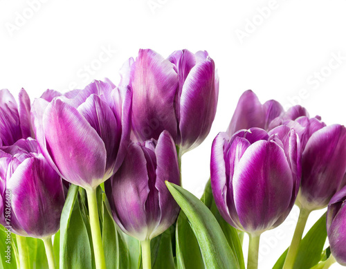 Violet Tulpen am unteren Rand isoliert auf wei  en Hintergrund  Freistelle