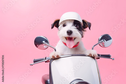 Small Dog Riding on Pink Scooter photo