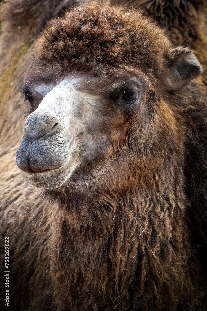 Close-up portrait of a camel
