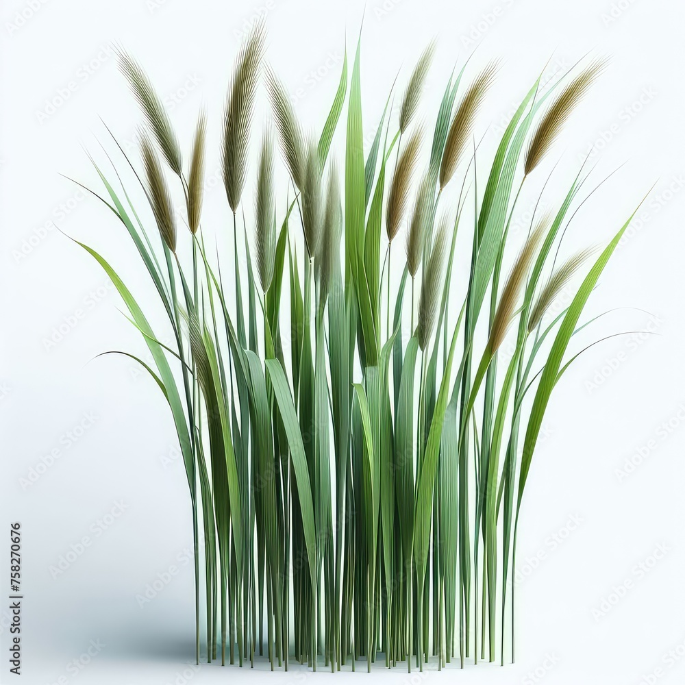 Fototapeta premium Green cane reed grass isolated on a white background