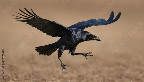 A Crow With Its Wings Angled Sharply Banking In F © Faiza